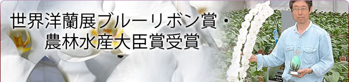 世界洋蘭展ブルーリボン賞・ 農林水産大臣賞受賞