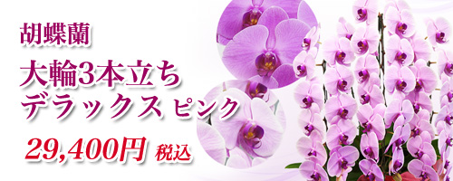 大輪胡蝶蘭3本立ちデラックスピンク