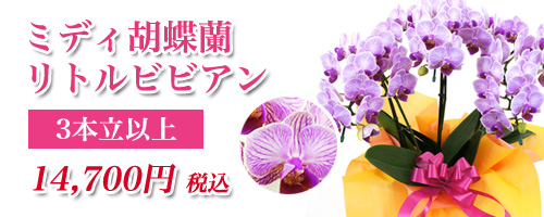 ミディ胡蝶蘭リトルビビアン3本立