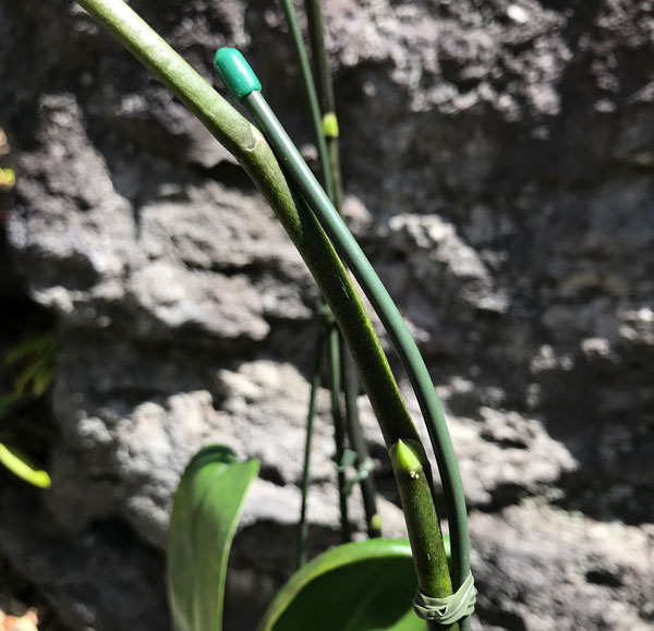 胡蝶蘭の育て方と花を長持ちさせるための手入れと管理方法 温度 湿度 水やり 胡蝶蘭の通販なら幸福の胡蝶蘭屋さん