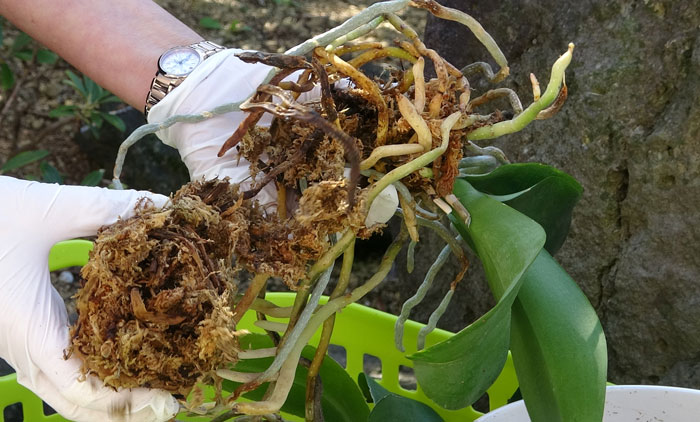 胡蝶蘭の植え替え