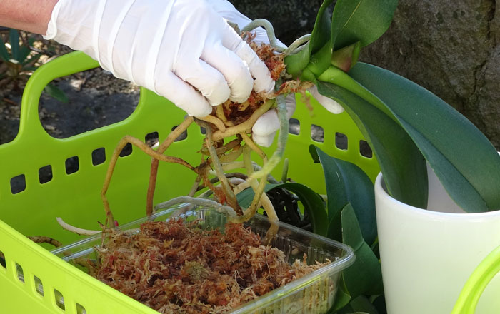 胡蝶蘭の植え替え・植え込み資材を押し当てる