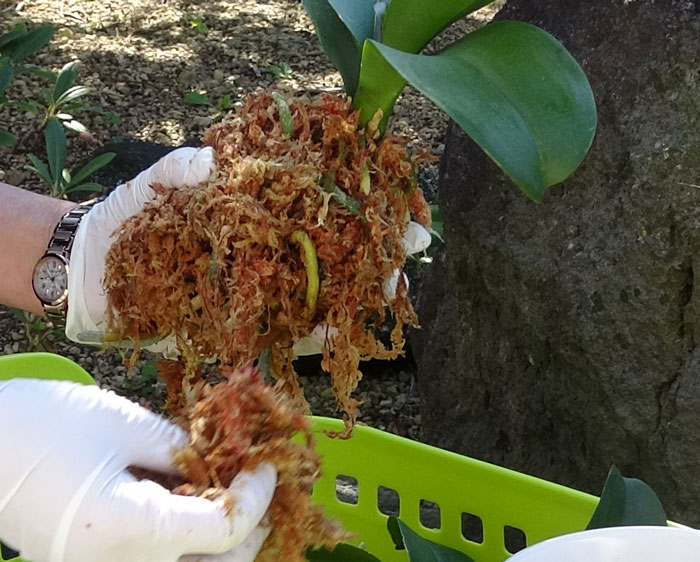 胡蝶蘭の植え替え・水苔で根を覆う