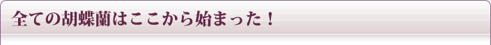 全ての胡蝶蘭はここから始まった！