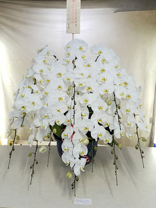 【地域限定】胡蝶蘭 大輪 10本立ち　白