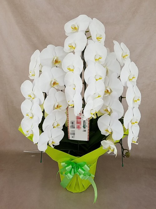 胡蝶蘭 大輪 3本立ち 白