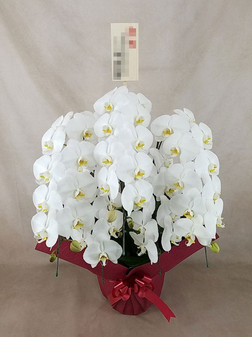 胡蝶蘭 大輪 5本立ち　白