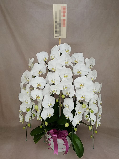 胡蝶蘭大輪7本立ち　白　（リボンのみ）