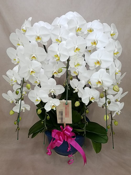 胡蝶蘭大輪7本立ち　白　（リボンのみ）