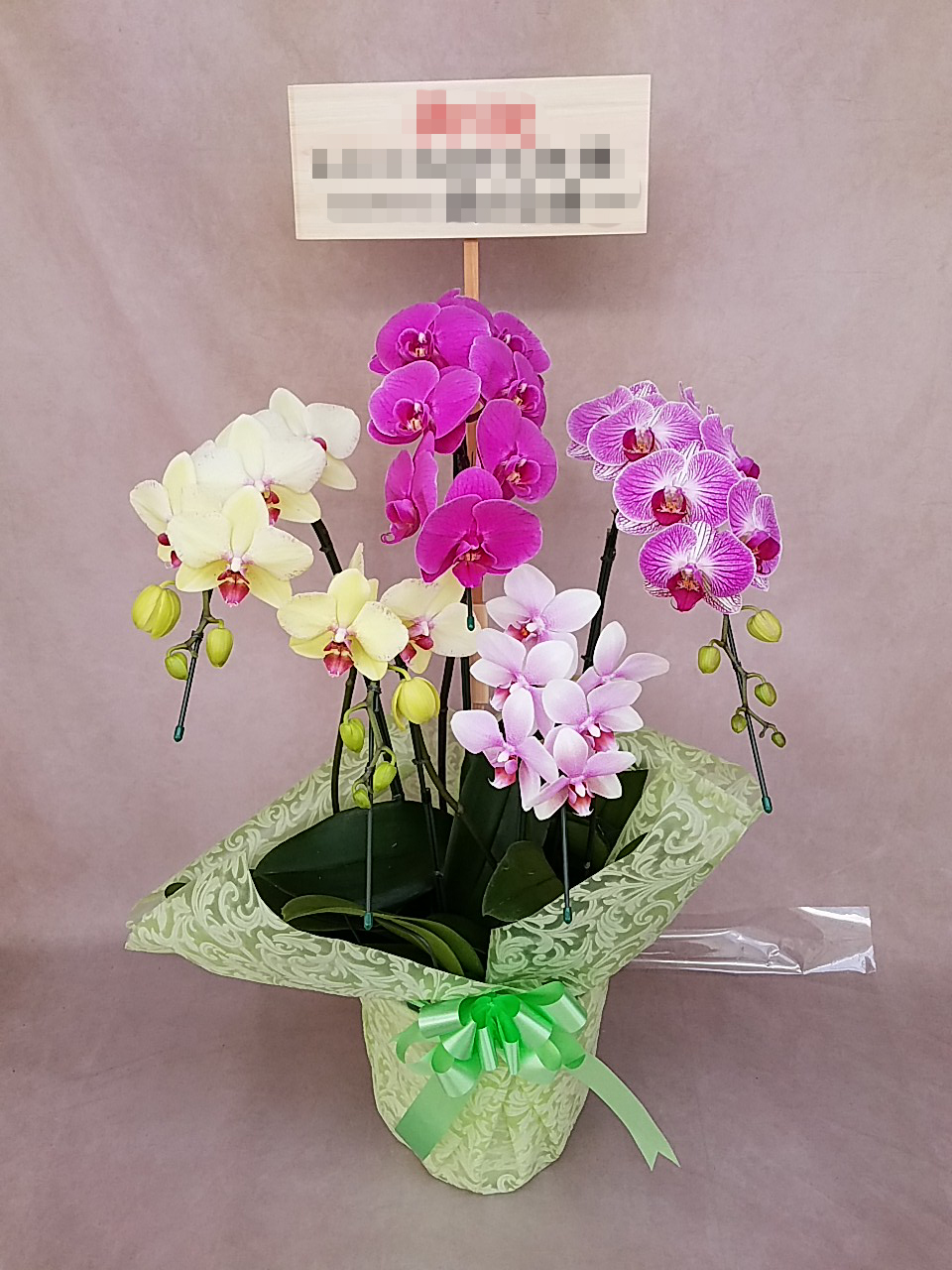 ミディ 胡蝶蘭 ミックス 5本立ち