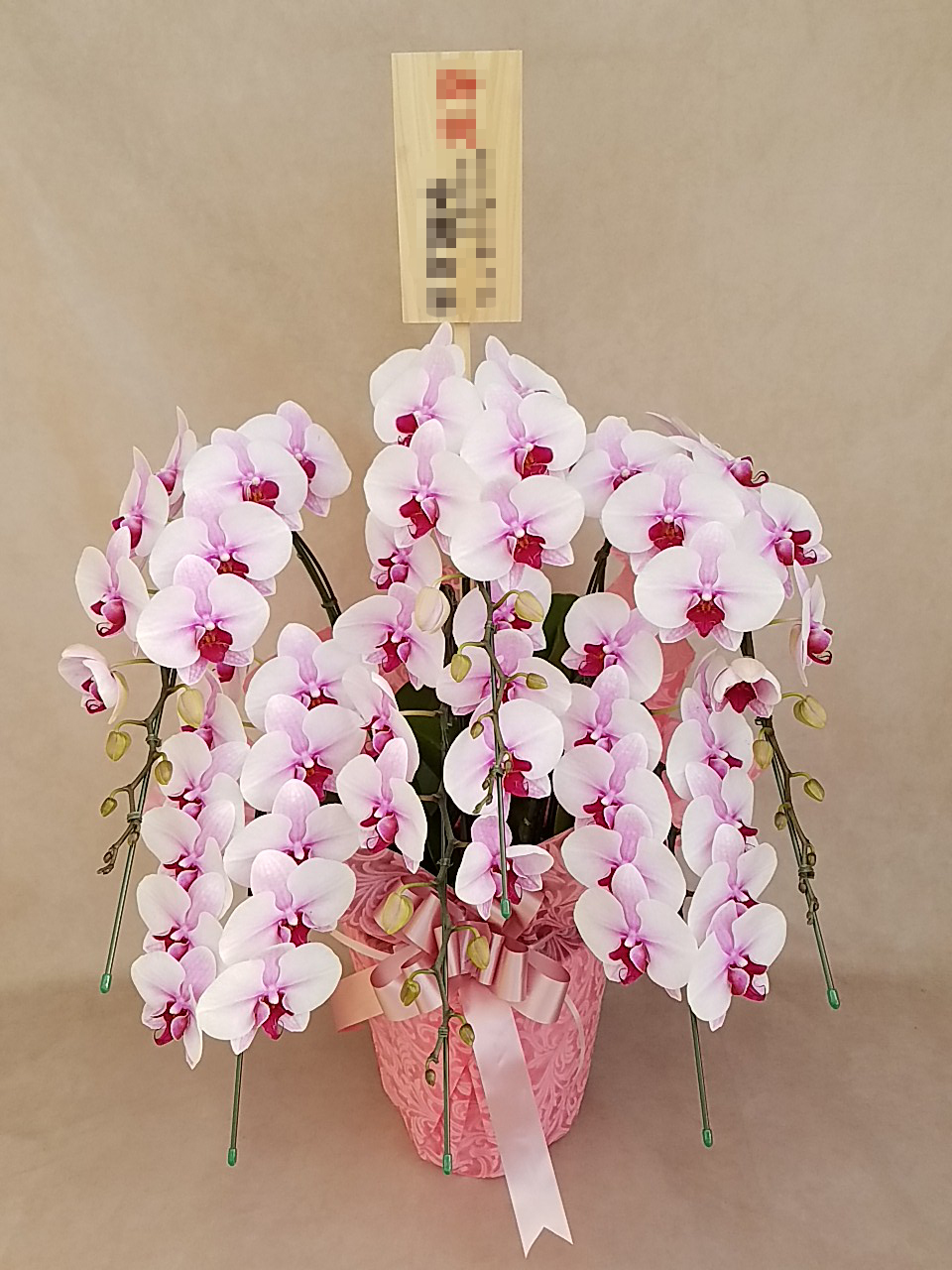 中大輪 胡蝶蘭 さくらひめ 6本立ち