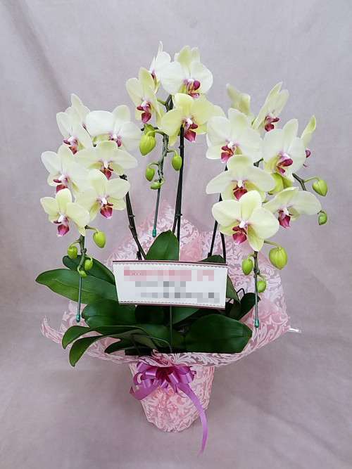 中大輪 胡蝶蘭 黄色 3本立ち以上