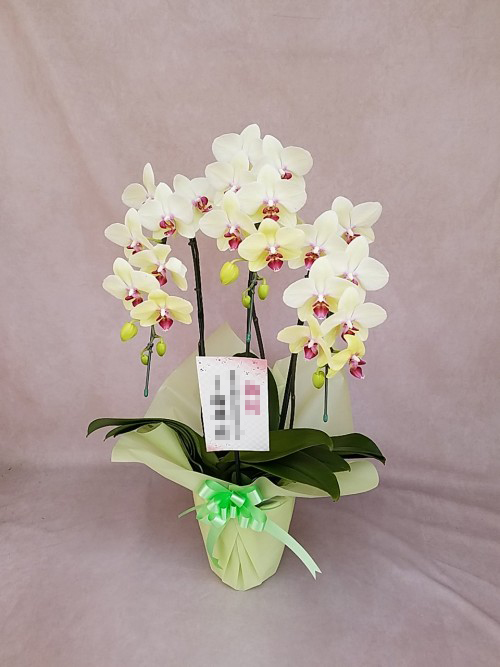 中大輪 胡蝶蘭 黄色 3本立ち以上