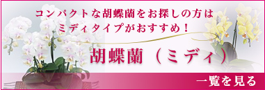 コンパクトな胡蝶蘭をお探しの方はミディタイプがおすすめ！