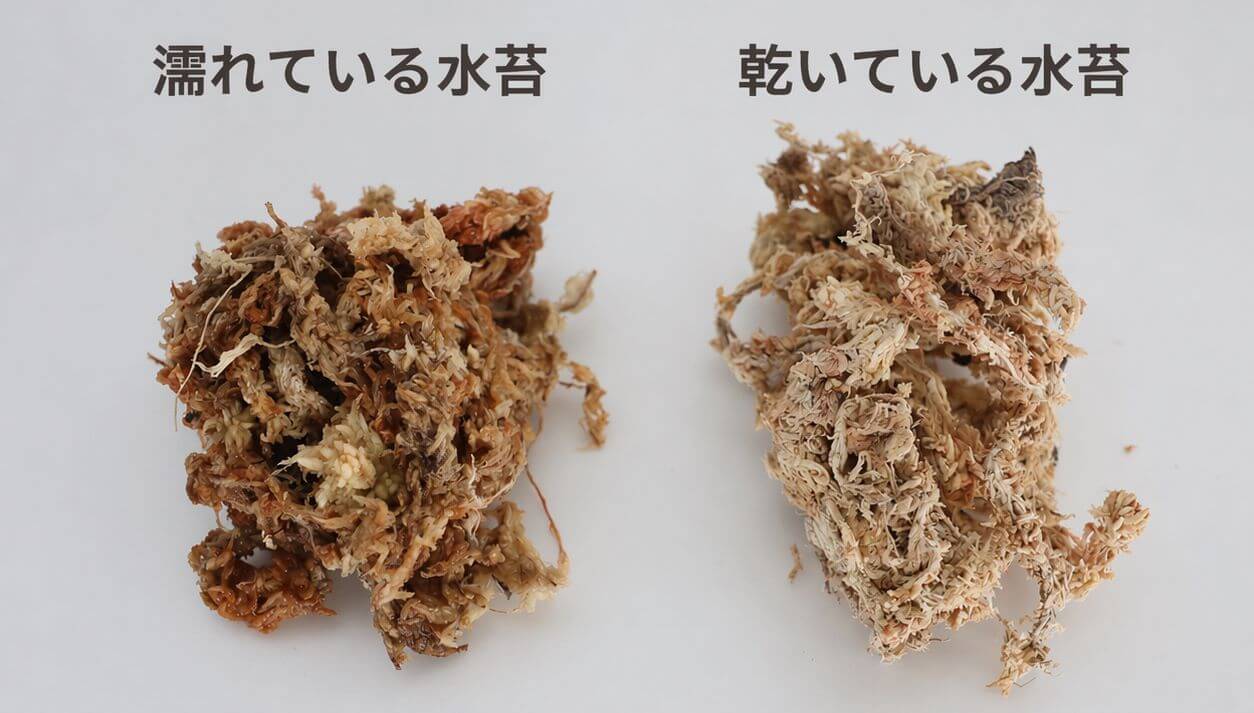 濡れている水苔と乾いている水苔の写真