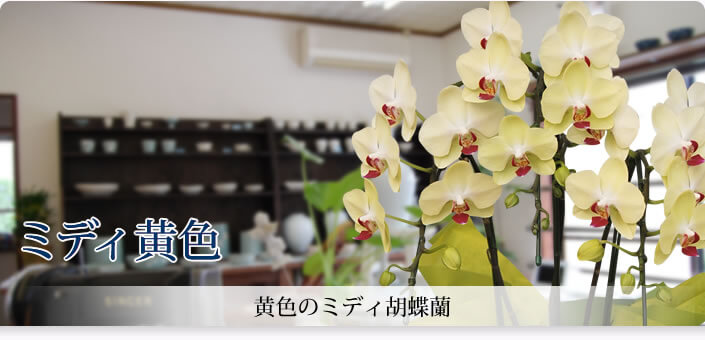 ミディ黄色
