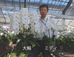 大輪胡蝶蘭とミディ胡蝶蘭