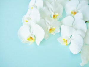 胡蝶蘭の花