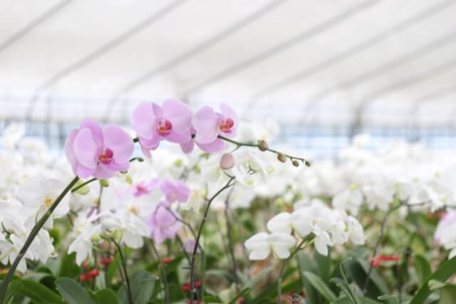 胡蝶蘭英語の花言葉