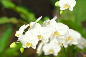 マイクロ胡蝶蘭の魅力