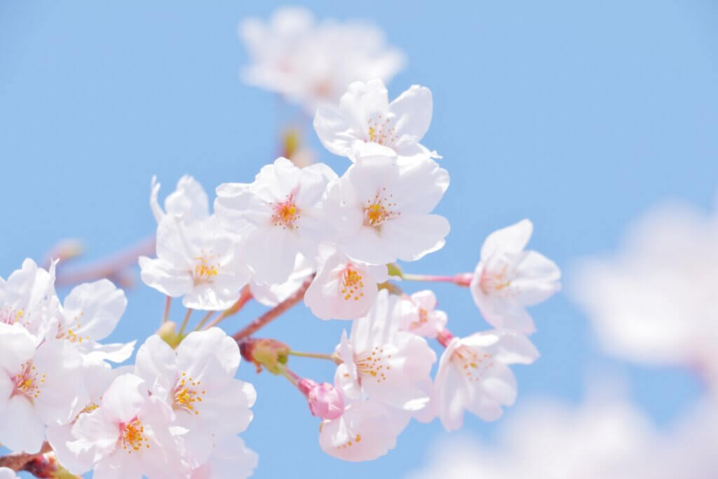 入学のお祝いにおすすめの胡蝶蘭