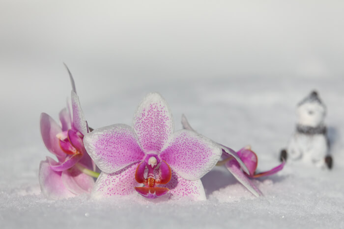 胡蝶蘭の冬（雪）の育て方