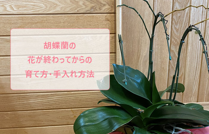 胡蝶蘭の花が終わってもう一度咲かせる育て方 管理方法 胡蝶蘭の通販なら幸福の胡蝶蘭屋さん