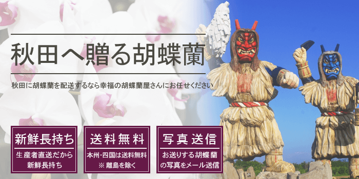 秋田県に胡蝶蘭を配送する