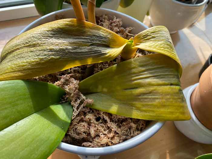 胡蝶蘭の植え替え方法 写真付き と時期 長く楽しむために 胡蝶蘭の通販なら幸福の胡蝶蘭屋さん