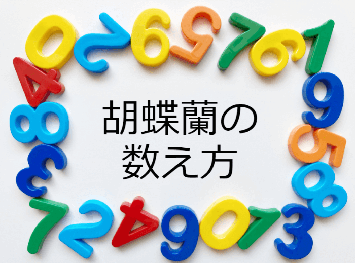 胡蝶蘭の数え方