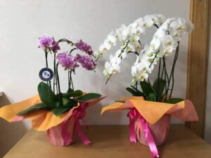 胡蝶蘭の花言葉は「幸福が飛んでくる」「純粋な愛」