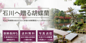 石川県へ胡蝶蘭を配送