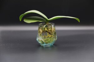 胡蝶蘭の水栽培