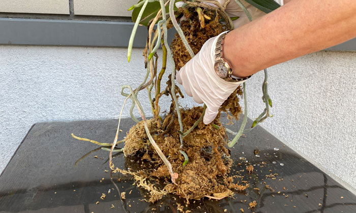 胡蝶蘭の植え替え方法 写真付き と時期 長く楽しむために 胡蝶蘭の通販なら幸福の胡蝶蘭屋さん