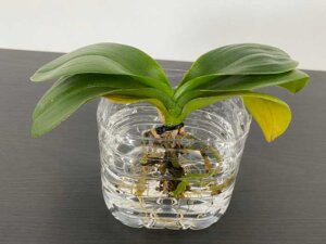 胡蝶蘭をペットボトルで水栽培
