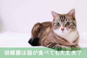 胡蝶蘭は猫が食べても大丈夫？