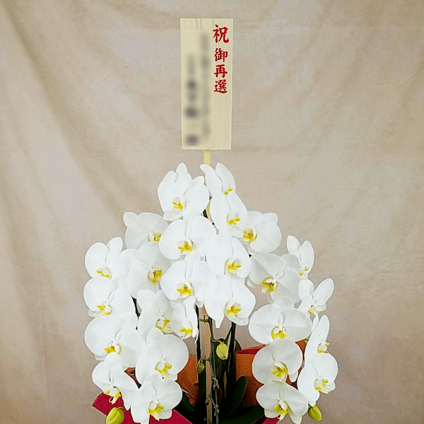 木札大後立て 1210円