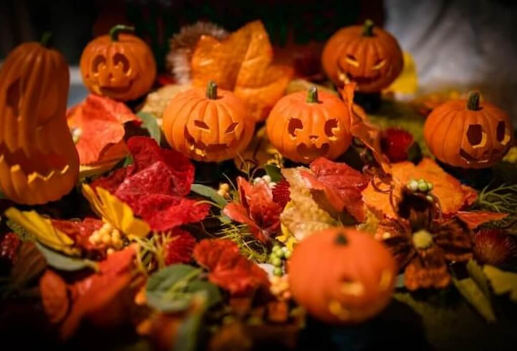 ハロウィンパーティで飾るのにおすすめの胡蝶蘭