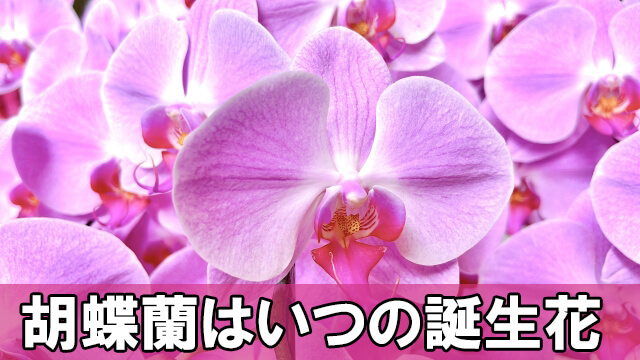 胡蝶蘭はいつの誕生花