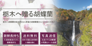 栃木県へ胡蝶蘭を配送するなら幸福の胡蝶蘭屋さん