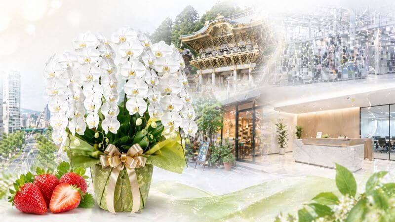 栃木県に胡蝶蘭