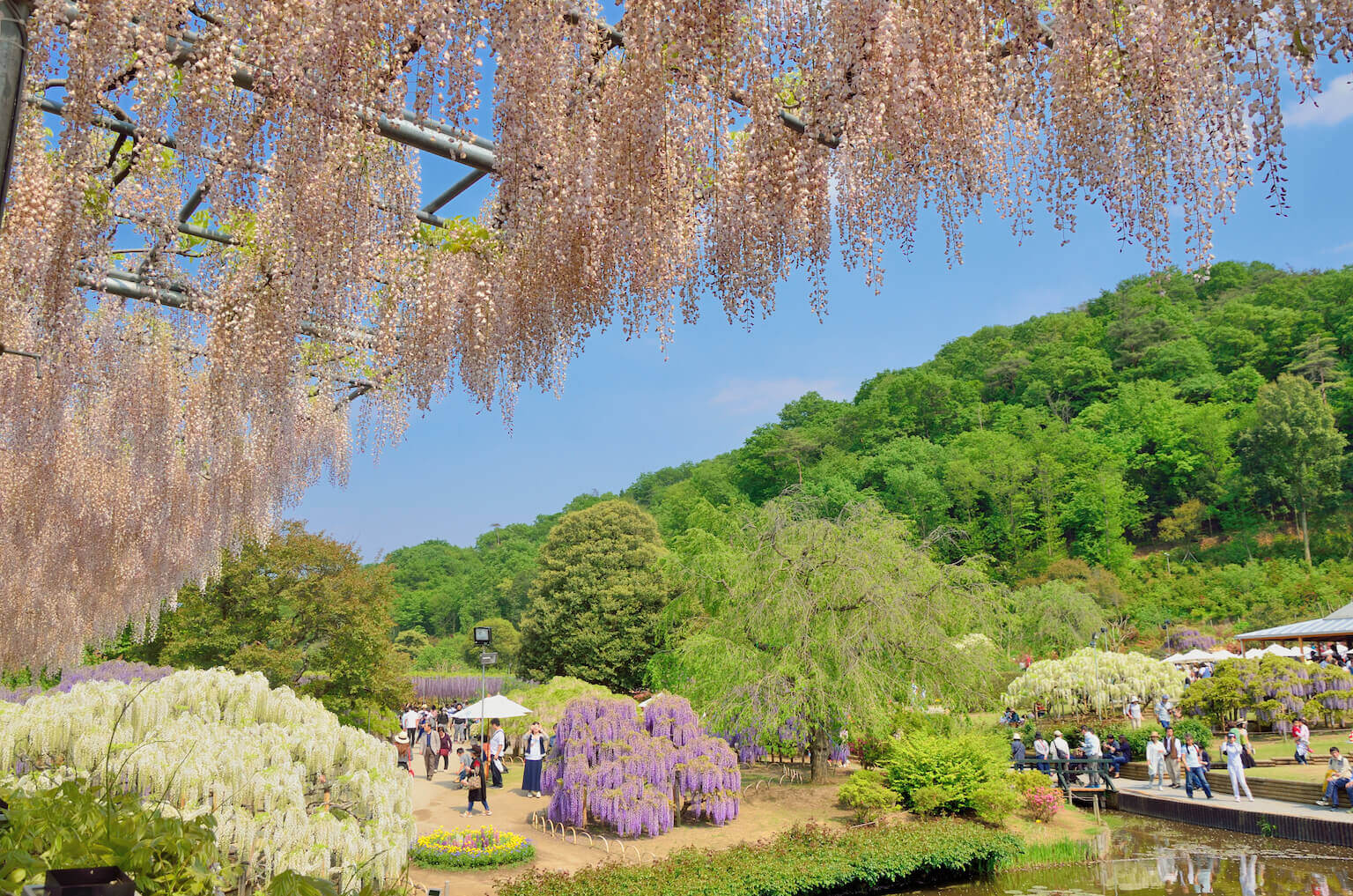 胡蝶蘭を栃木県へ配送 | 胡蝶蘭ギフト通販の幸福の胡蝶蘭屋さん