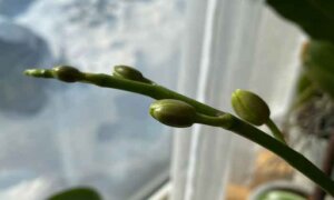 胡蝶蘭のつぼみ