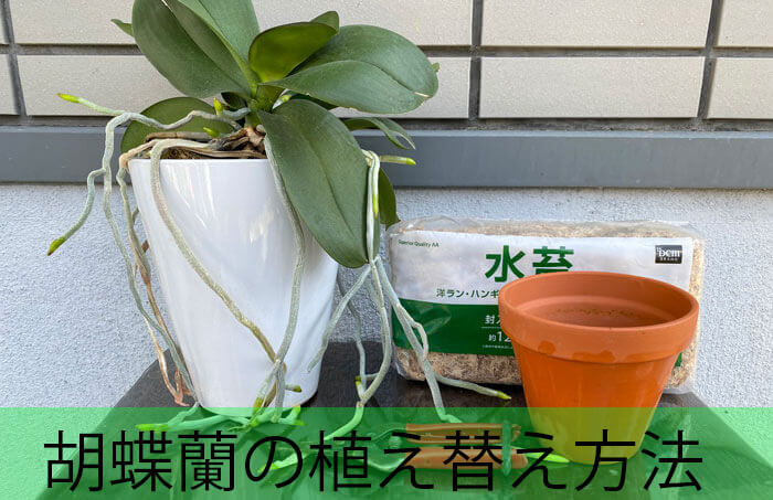 胡蝶蘭の植え替え方法 写真付き と時期 長く楽しむために 胡蝶蘭の通販なら幸福の胡蝶蘭屋さん