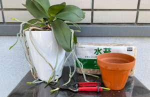 植え替えに必要なもの